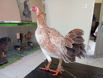 Mái pakatan mỹ 4th trạng đẻ 2kg8 a313. Mua bán Gà tại Quận 8 Tp Hồ Chí Minh được đăng bởi phương shop 