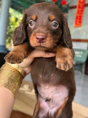 Chó lạp xưởng đực 2 tháng đã tiêm