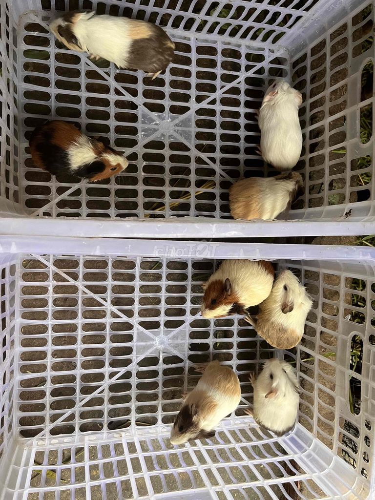 Bọ Ú. Mua bán Thú cưng khác tại Huyện Càng Long Trà Vinh được đăng bởi Phương Thảo hình 1