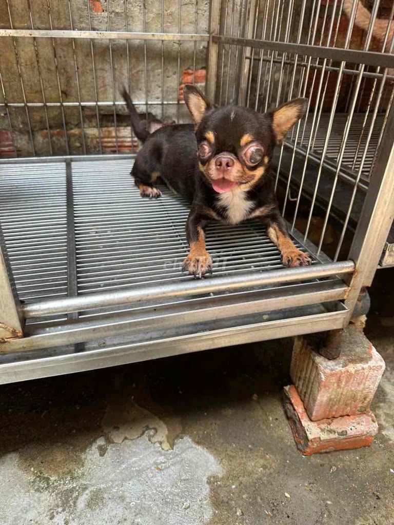 Chó Chihuahua đực Socola. Mua bán Chó tại Quận Phú Nhuận Tp Hồ Chí Minh được đăng bởi Đỗ khắc tiếng hình 1