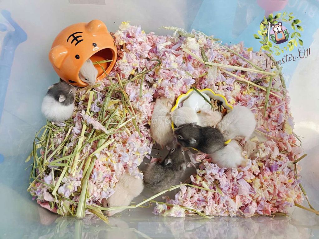 Chuột Hamster bear