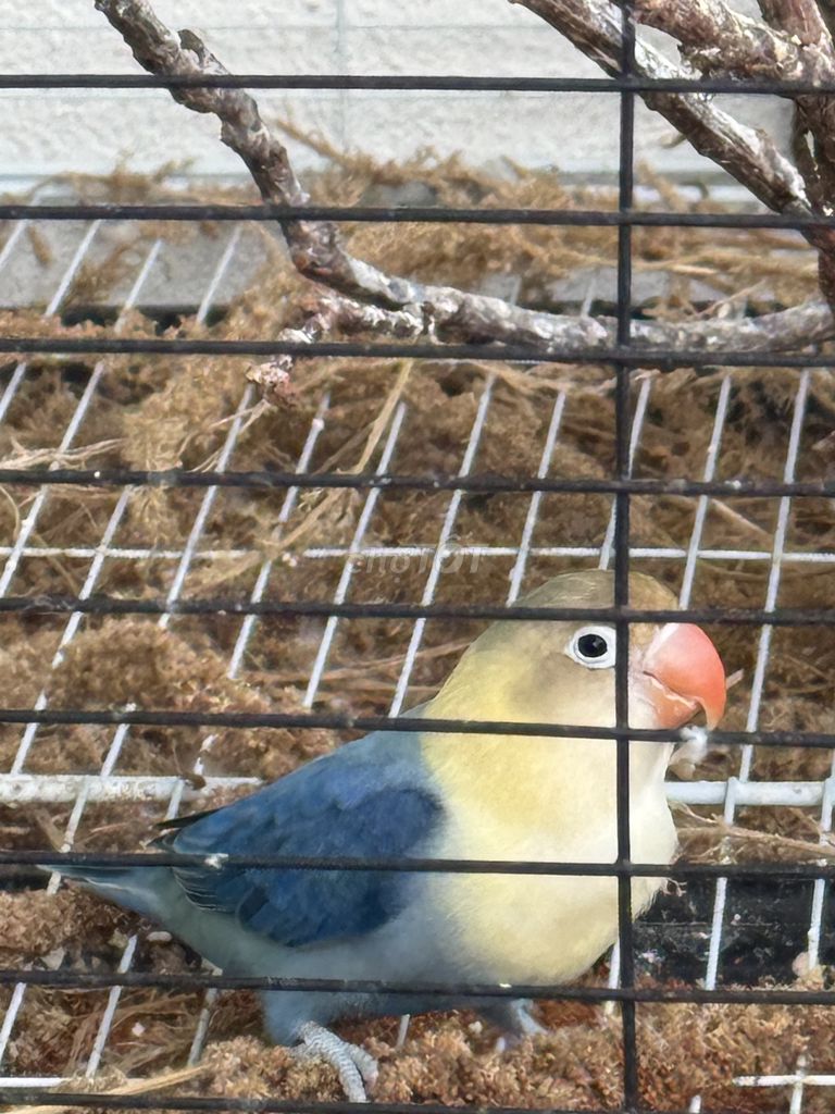 Vẹt Lovebird Xanh 9 tháng tuổi. Mua bán Chim tại Thành phố Thủ Đức Tp Hồ Chí Minh được đăng bởi quoc le hình 1