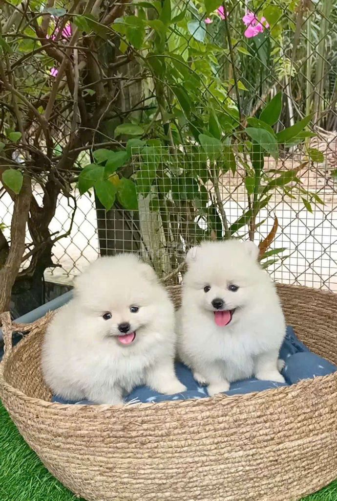 Pom mini