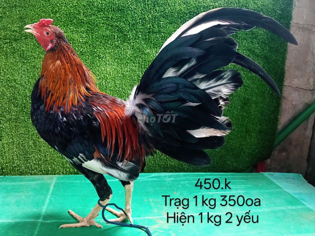 Bông trạg 1 kg 350oa hiện 1 kg 2 yếu. Mua bán Gà tại Quận Gò Vấp Tp Hồ Chí Minh được đăng bởi nam gà tre  hình 1