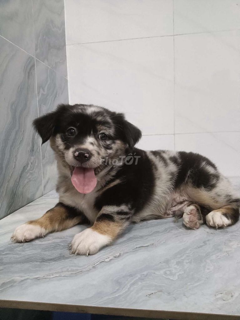 Chó Border Collie Đực Đen trắng nâu. Mua bán Chó tại Quận 6 Tp Hồ Chí Minh được đăng bởi Tăng Chí Lương  hình 1