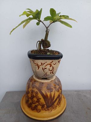 Tiểu phẩm Mai mini bonsai để bàn chậu xưa đẹp. Mua bán Cây cảnh, đồ trang trí tại Quận Tân Bình Tp Hồ Chí Minh được đăng bởi Bonsai và Chậu xưa