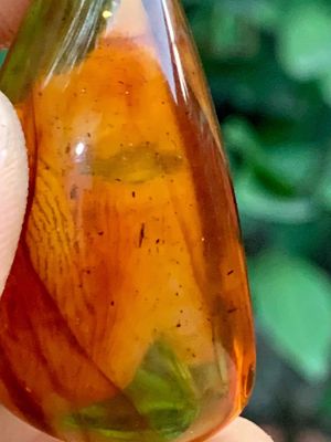 hổ phách amber Baltic ngậm côn trùng 🦟 tự nhiên
