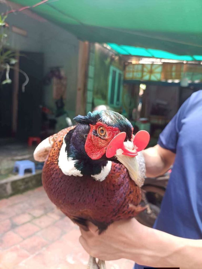 chim trĩ. Mua bán Chim tại Quận Long Biên Hà Nội được đăng bởi tổng kho sỉ hình 1