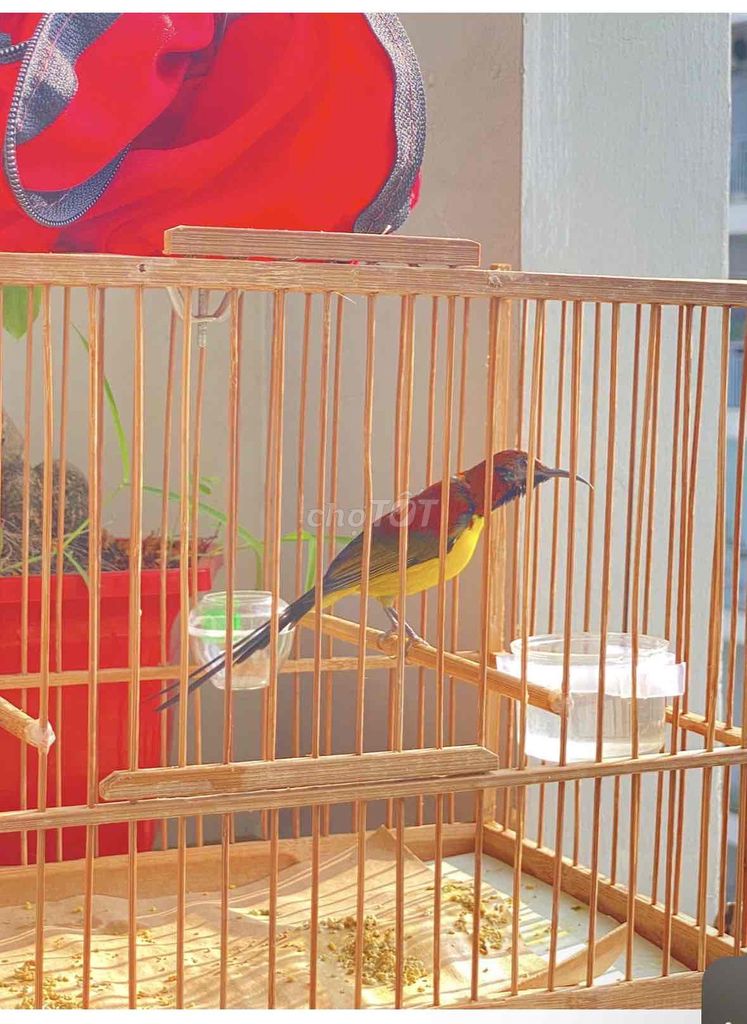 bộ đà lạt 2 mùa chim dạn. Mua bán Chim tại Quận 12 Tp Hồ Chí Minh được đăng bởi Triển hình 1