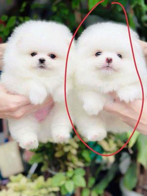 không có thời gian chăm. Mua bán Chó tại Quận Bình Thạnh Tp Hồ Chí Minh được đăng bởi Trần Đình Kỳ Duyên