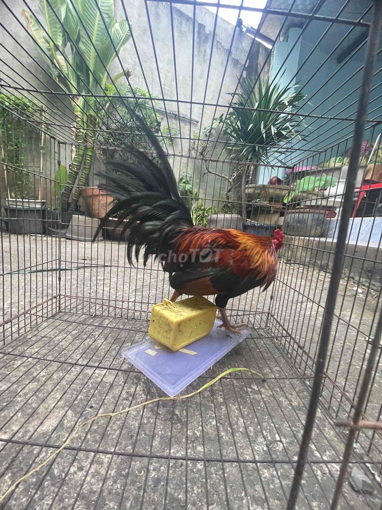 Gà trống Đỏ, Đen, Nâu đực. Mua bán Gà tại Huyện Hóc Môn Tp Hồ Chí Minh được đăng bởi trantuan vy hình 1