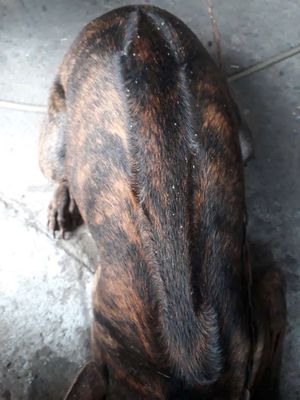 Chó Phú Quốc thuần chủng cái 5 tháng vện lửa đỏ