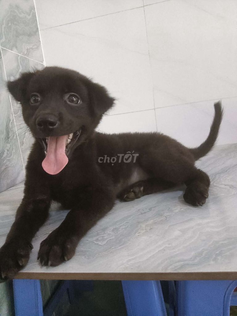Chó Golden lai gấu bắc hà đen tuyền rất khôn . Mua bán Chó tại Quận 6 Tp Hồ Chí Minh được đăng bởi Tăng Chí Lương  hình 1