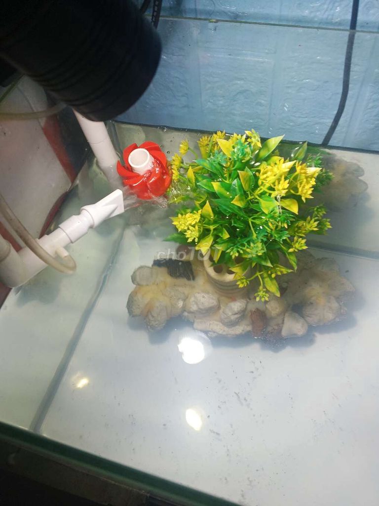 Là Hán và hồ cá