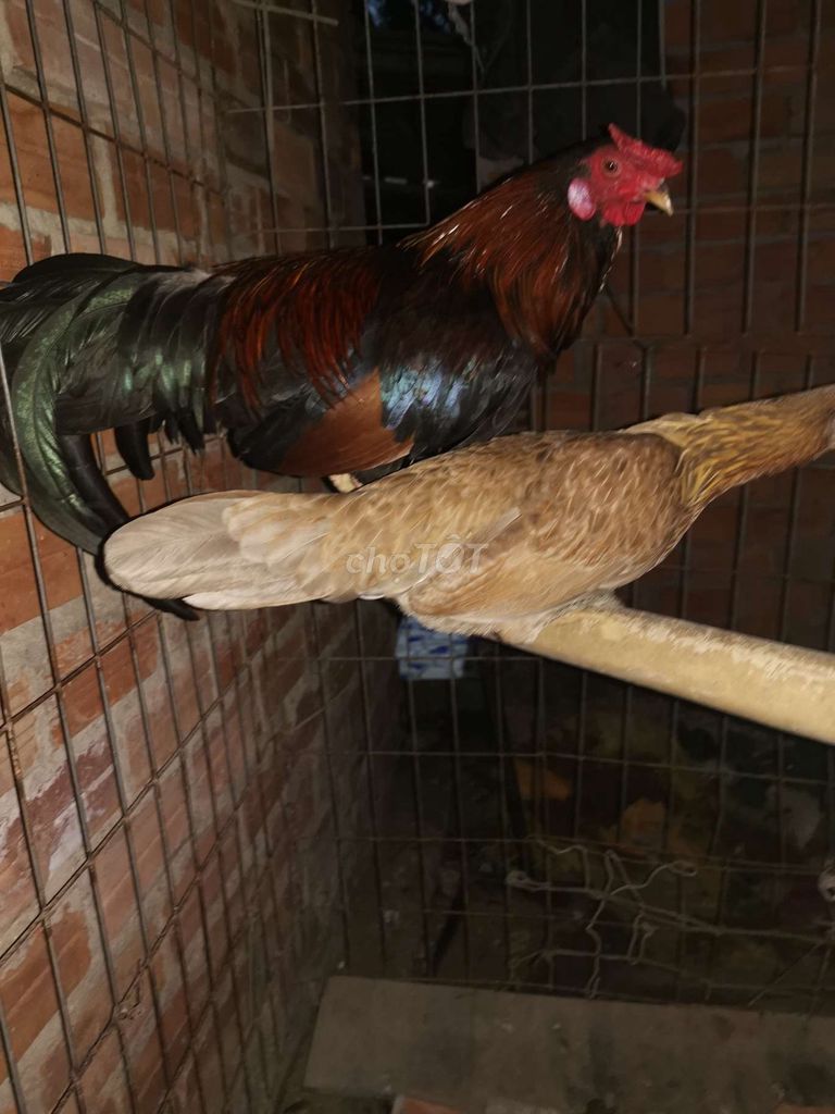 Gà tre Cặp trống mái tre.. Mua bán Gà tại Huyện Tam Bình Vĩnh Long được đăng bởi Huỳnh Trần hình 1