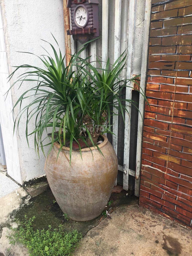 Cây Phát Tài Núi kèm hậu Lu xưa. Mua bán Cây cảnh, đồ trang trí tại Thành phố Biên Hòa Đồng Nai được đăng bởi Tuấn Nguyễn hình 1