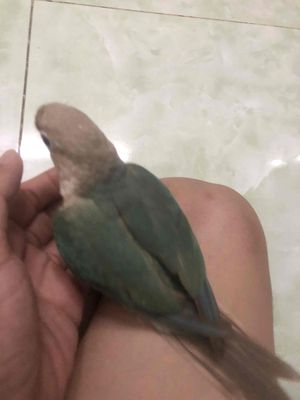 greecheck màu blue. Mua bán Chim tại Quận 10 Tp Hồ Chí Minh được đăng bởi Phạm Tuấn Phát