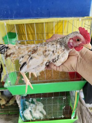 Bán cập gà tre bắc tơ. Mua bán Gà tại Quận Bình Tân Tp Hồ Chí Minh được đăng bởi Sơn 