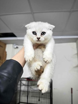 Mèo Anh lông ngắn Tabi,  Black golden