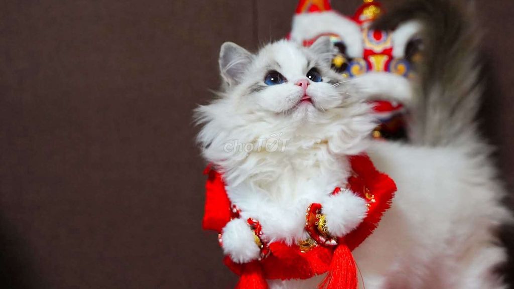 Ragdoll nhập Trung, Việt Nam đực cái có đủ ở house. Mua bán Mèo tại Thành phố Thủ Đức Tp Hồ Chí Minh được đăng bởi Âu Minh Huy hình 1