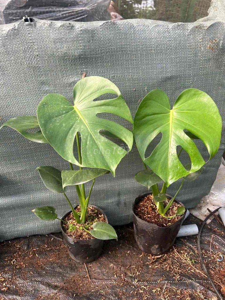 Bán nhanh lô Monstera (trầu bà nam mỹ) size mini. Mua bán Cây cảnh, đồ trang trí tại Quận Tân Phú Tp Hồ Chí Minh được đăng bởi Anh Hà hình 1