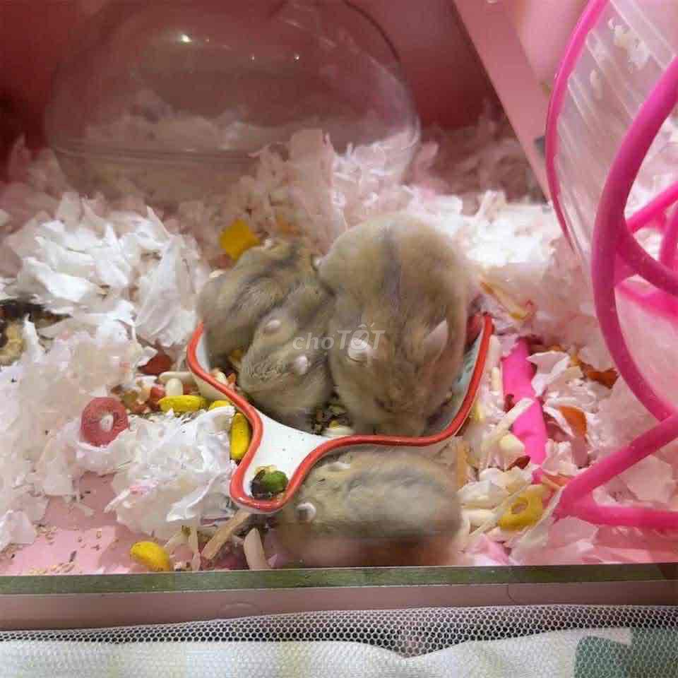 Chuột Hamster WW. Mua bán Thú cưng khác tại Quận Bình Tân Tp Hồ Chí Minh được đăng bởi Trung Hải hình 1