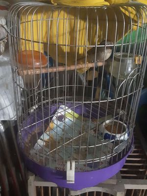 Bách thanh mien nam. Mua bán Chim tại Quận Tân Phú Tp Hồ Chí Minh được đăng bởi Hạnh