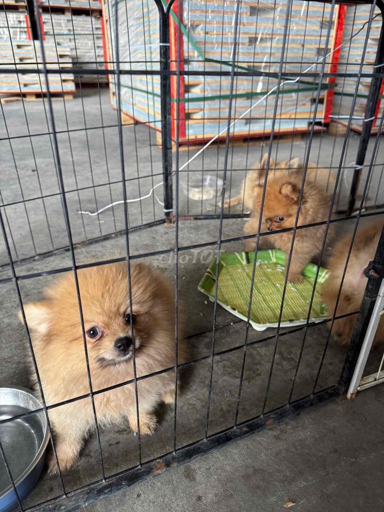 Chó Phốc Sóc Nâu vàng Khỏe mạnh. Mua bán Chó tại Quận Tân Bình Tp Hồ Chí Minh được đăng bởi Mạnh Nguyễn hình 1