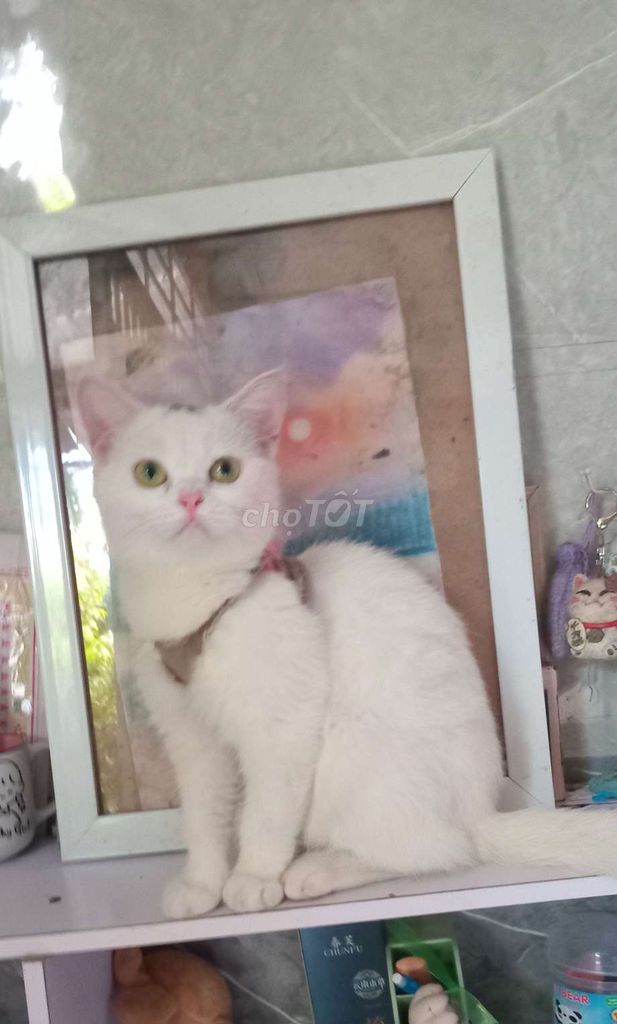Bé Mèo Ba Tư siêu xinh ngoan đã tiêm vaccine. Mua bán Mèo tại Quận Thốt Nốt Cần Thơ được đăng bởi Vựa Mèo Xinh giá luôn rẻ  bhsk  tốt  hình 1