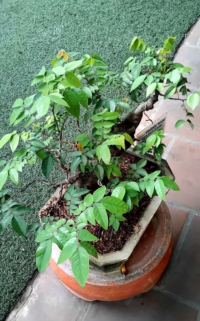 Khê bonsai