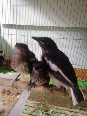 Kỹ thuật nuôi và chăm sóc chim Chích Chòe than - MVietQ