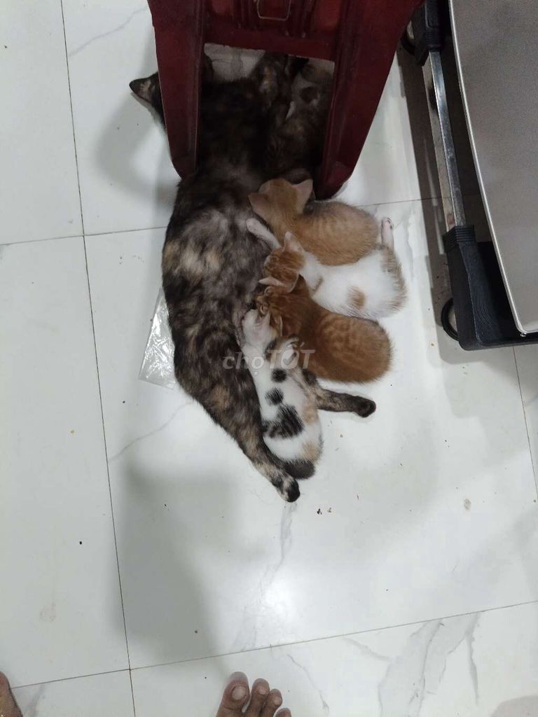 Mèo nhiều màu 5 con. Mua bán Mèo tại Quận Thanh Khê Đà Nẵng được đăng bởi trân quốc trung hình 1