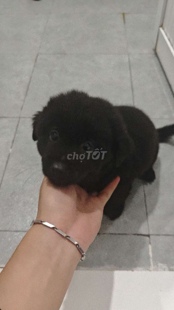 Chó Chihuahua lai Nhật cái con non. Mua bán Chó tại Quận 7 Tp Hồ Chí Minh được đăng bởi Duy Lê hình 1