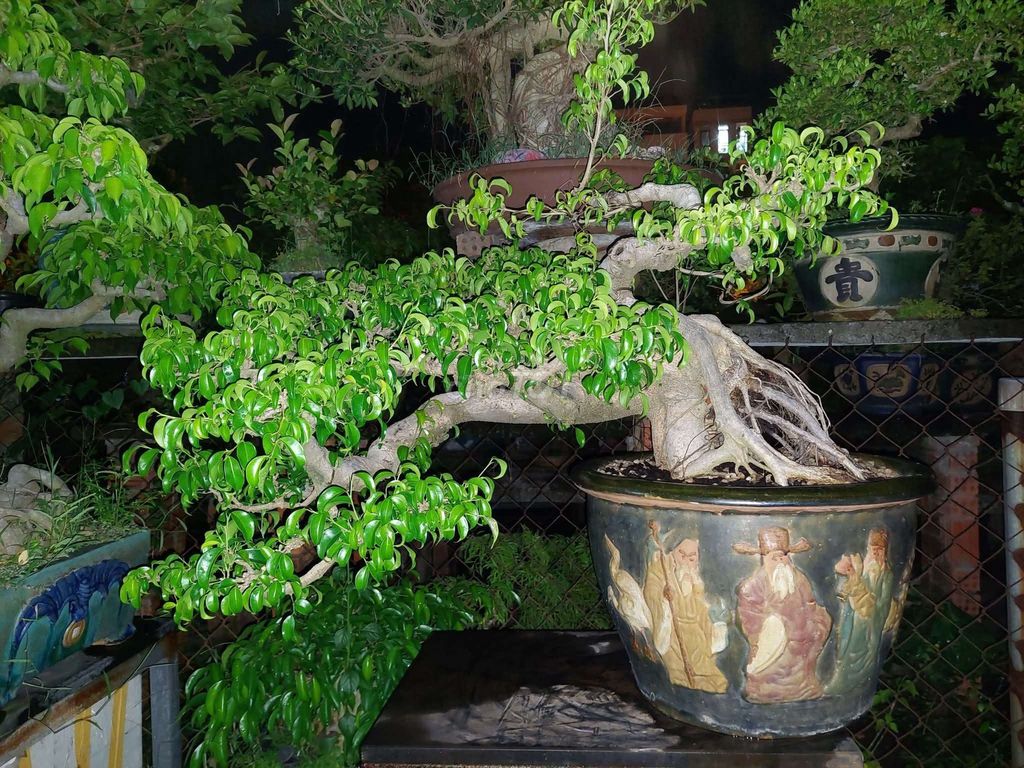 Cây cảnh Sanh Nam Điền dáng huyền 78cm. Mua bán Cây cảnh, đồ trang trí tại Thành phố Bắc Ninh Bắc Ninh được đăng bởi Trần Xuân Dương hình 1