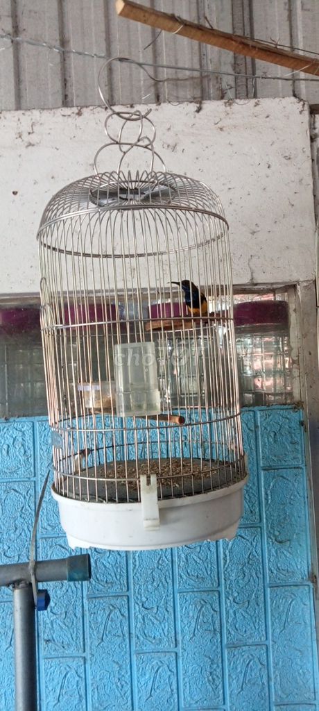 Thanh lý 4long thai an cao cấp mua mới full pk 280. Mua bán Phụ kiện, Thức ăn, Dịch vụ tại Quận Cái Răng Cần Thơ được đăng bởi Trứ Công hình 1