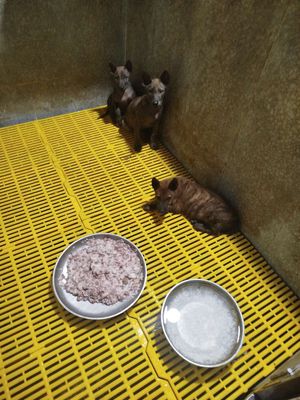 Chó Phú Quốc vện tuyệt đẹp