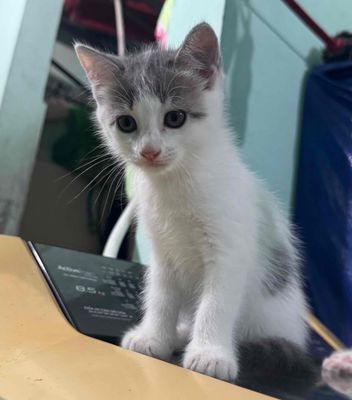 Mèo Anh lông ngắn Đốm xám đã tiêm 1 mũi