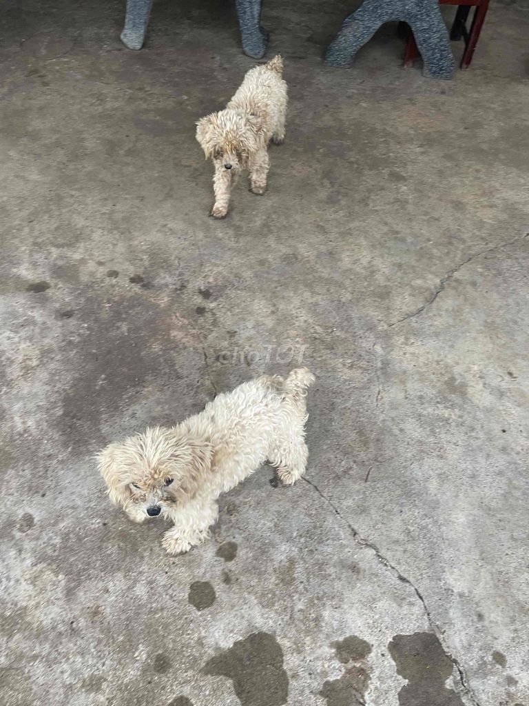 Chó Poodle trắng kem trống 2 tháng đã tiêm. Mua bán Chó tại Thành phố Buôn Ma Thuột Đắk Lắk được đăng bởi nam hình 1