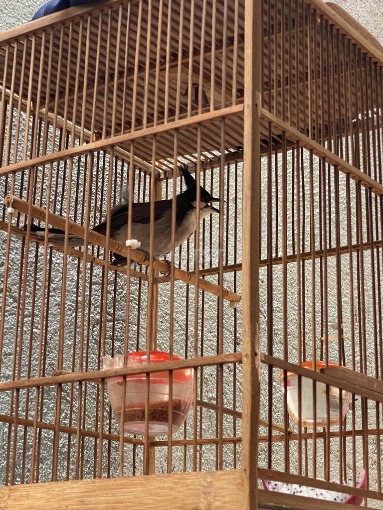 Nguyên bộ chào mào mái. Mua bán Chim tại Quận Gò Vấp Tp Hồ Chí Minh được đăng bởi Minh Tùng hình 1
