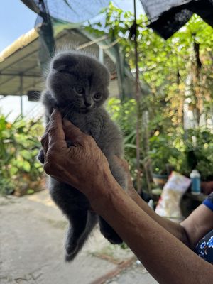 bán mèo anh nhà đẻ. Mua bán Mèo tại Huyện Dầu Tiếng Bình Dương được đăng bởi bui thanh si