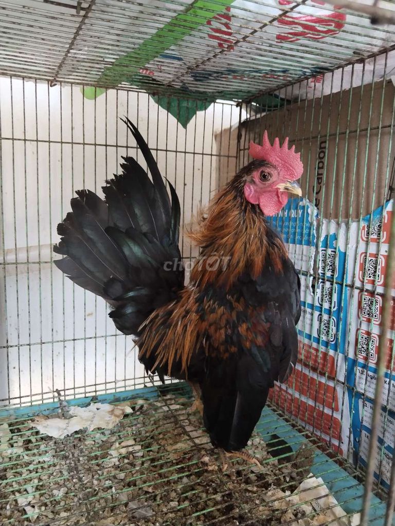Gà Serama trống hơn 5 tháng. Mua bán Gà tại Quận 12 Tp Hồ Chí Minh được đăng bởi Nguyễn Hoài Nam hình 1