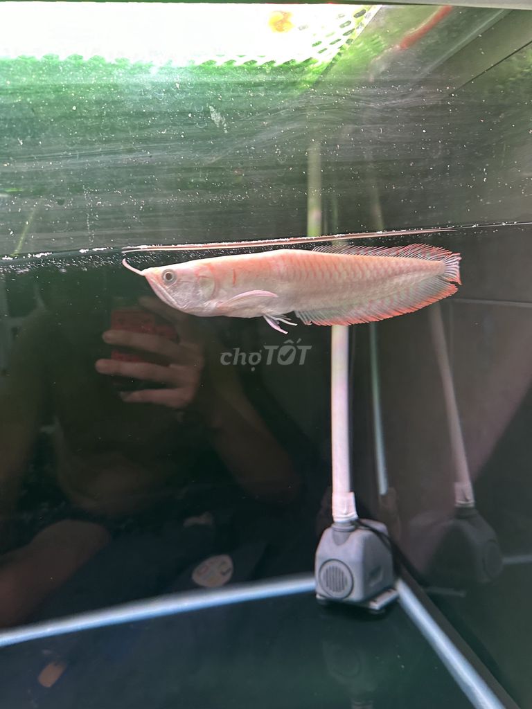4 em ngân Long abino size chuẩn đẹp(1em gù lưng)