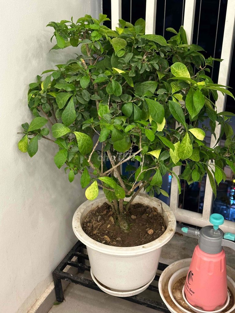 Cây cảnh Nhài Nhật cao 60cm xanh. Mua bán Cây cảnh, đồ trang trí tại Quận Hoàng Mai Hà Nội được đăng bởi Vân Nguyễn hình 1