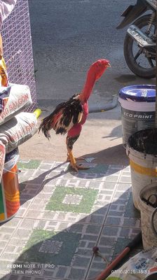 Bán gà hoặc đổi gà tơ. Mua bán Gà tại Thành phố Thuận An Bình Dương được đăng bởi phong