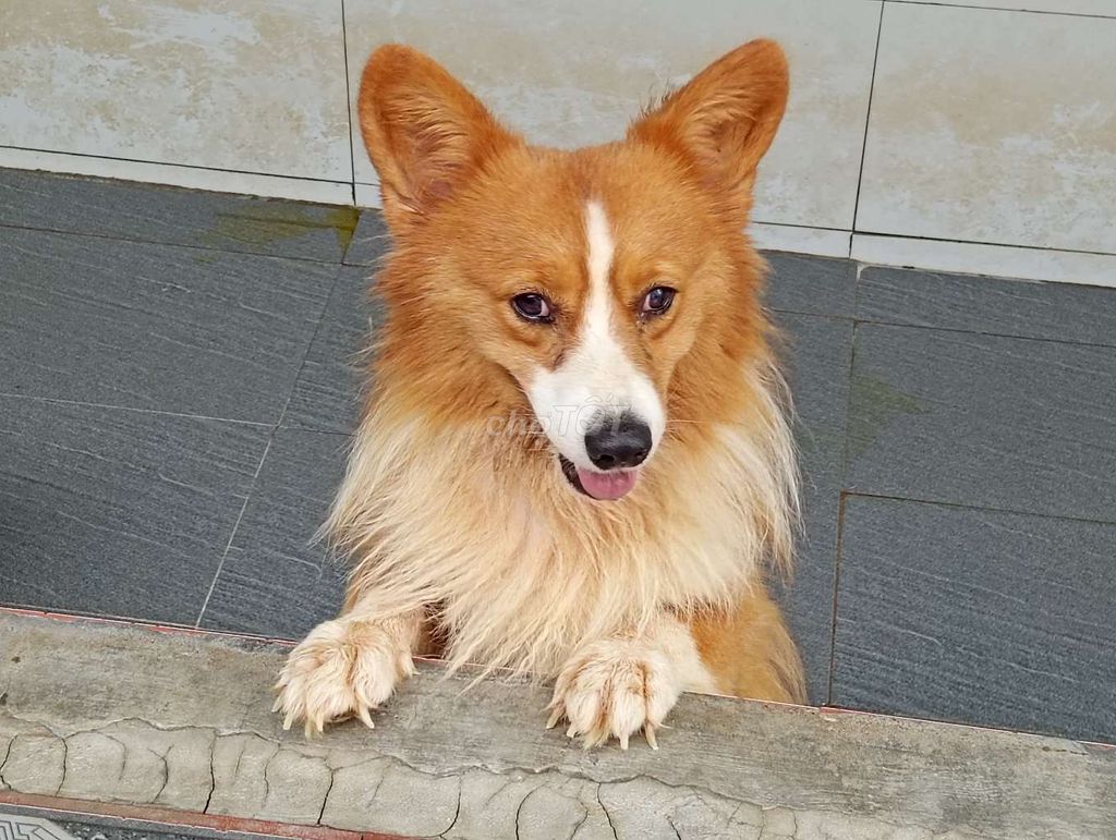 Chó Corgi Đực Nâu trắng Khỏe mạnh. Mua bán Chó tại Quận 8 Tp Hồ Chí Minh được đăng bởi Nhân Rottweiler  hình 1