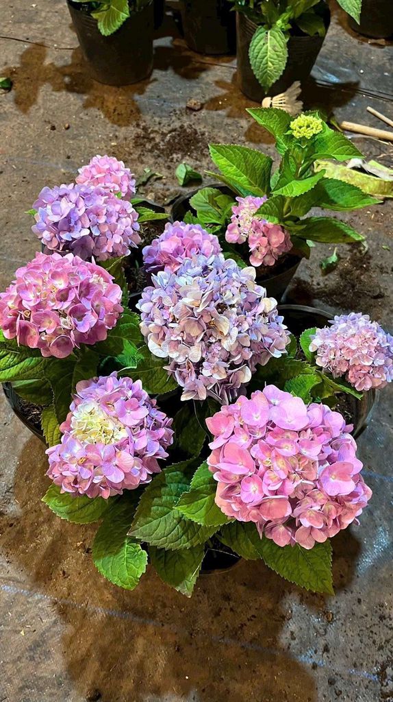 Cây cảnh Cẩm tú cầu Hồng Tím. Mua bán Cây cảnh, đồ trang trí tại Quận 7 Tp Hồ Chí Minh được đăng bởi LUNA hình 1