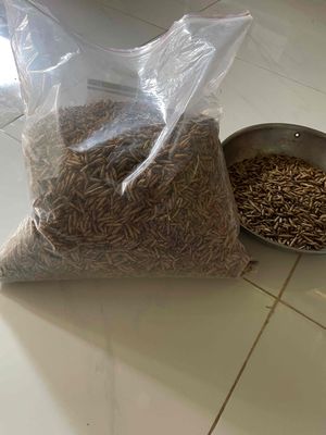 Sâu canxi sấy khô. Mua bán Phụ kiện, Thức ăn, Dịch vụ tại Huyện Long Hồ Vĩnh Long được đăng bởi Mr Field