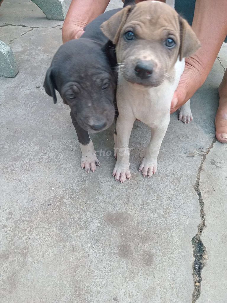 Chó. Mua bán Chó tại Huyện Bình Chánh Tp Hồ Chí Minh được đăng bởi Mỹ Tiên hình 1