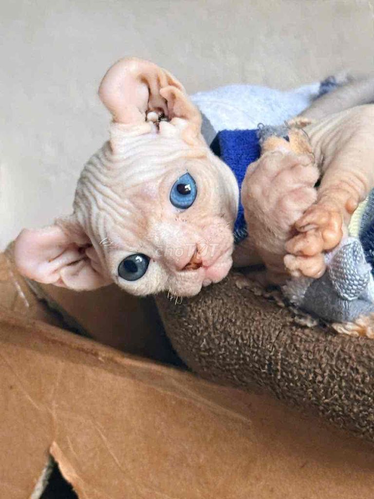 Mèo Sphynx cái 2 tháng 2 màu mắt. Mua bán Mèo tại Quận Liên Chiểu Đà Nẵng được đăng bởi nguyễn thanh Hùng hình 1