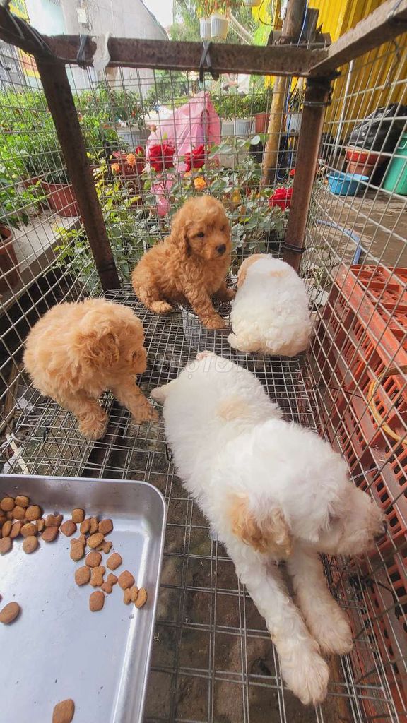 Chó Poodle đực cái dưới 1 tháng. Mua bán Chó tại Huyện Cái Bè Tiền Giang được đăng bởi nguyễn hoàng ngọc hình 1